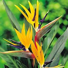 fiore uccelli paradiso strelitzia pianta uccello paradiso fiore uccelli paradiso strelitzia pianta uccello paradiso