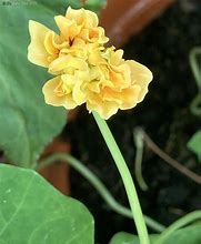 Tropaeolum majus Margaret Long కోసం చిత్ర ఫలితం