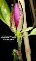Image result for Magnolia Franks Masterpiece