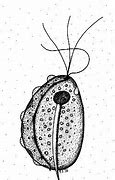 Image result for Trichomonas Gallinae