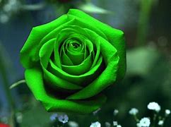 Image result for iPhone X Rose