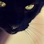 Image result for Cat Face