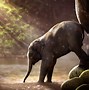 Image result for Cute Baby Elephants