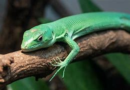 Image result for Green Keeled Lizard