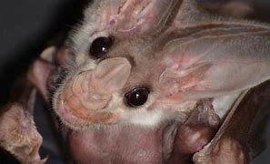 Image result for Baby Ghost Bat