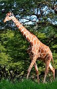 Image result for Giraffe Walking