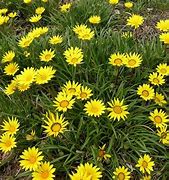 Image result for Yellow Daisy Type Flower