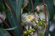 Image result for Eucalyptus Camaldulensis