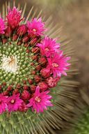 Image result for Cactus with Pinm Flower