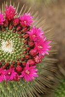 Image result for Flowering Cactus Types