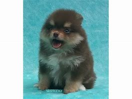 Image result for Fat Pom Dog Meme