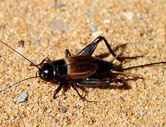 Image result for Cricket Insect Sound