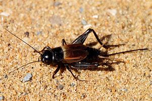 Image result for Cricket Insect Drawing