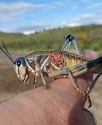 Image result for Plains Lubber Grasshopper