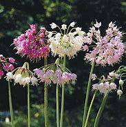 Image result for Allium cernuum White Dwarf