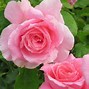 Image result for Rose Mandella