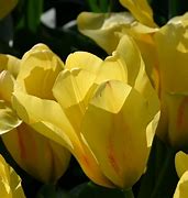 Tulipa Easter Parade కోసం చిత్ర ఫలితం