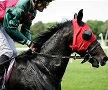 Image result for Horse Racing Sport