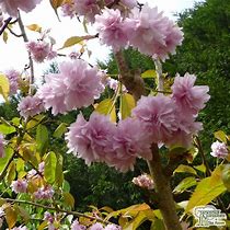 Image result for Prunus Kiku-shidare-zakura