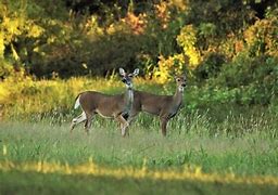 Image result for Deer Jaw Bone Art