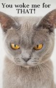 Image result for Angry Cat On Bed Meme