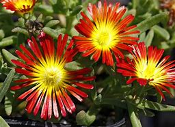 Image result for Delosperma New Fire