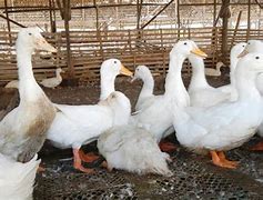 Image result for Duck Farm