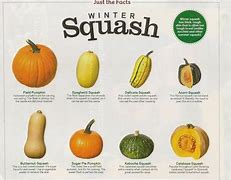 Image result for Squash Veggie