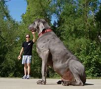 Image result for Largest World Biggest Dog