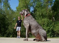 Image result for Biggest Type of Dog in the World