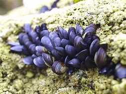 Image result for Mussel Animal