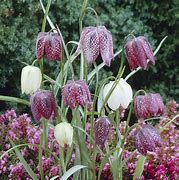 Image result for Fritillaria meleagris