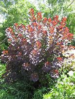 Image result for Cotinus coggygria Dusky Maiden