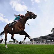 Image result for Horse From Ascot Racing Side View