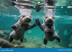 Image result for River Otter Swimming