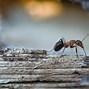 Image result for Different Types of House Bugs