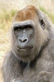 Image result for Female Gorilla