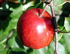 Image result for Branch of an Apple Tree Full of Apple's