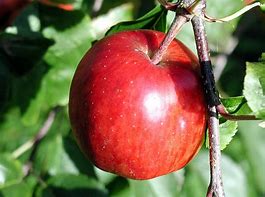 Image result for Fully Ripe Apple