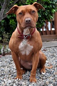 Image result for Pit Bull Type Dogs