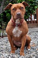 Image result for Pitbull Dog Cool