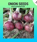 Image result for Onion Bombay Red