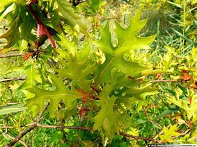 Image result for Quercus palustris Swamp pygmy