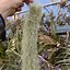 Image result for tillandsia_usneoides