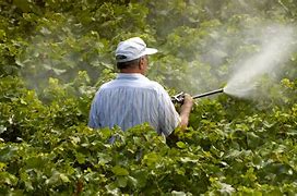 Image result for Synthetic Pesticides