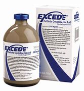 Image result for Excede Antibiotic Cattle