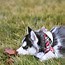 Image result for The Cutest Husky Ever