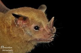 Image result for Honduran Fruit Bat