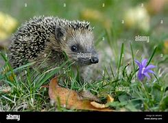 Image result for Hedgehog Germany