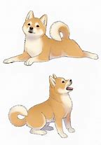 Image result for Shiba Inu Dog Furry